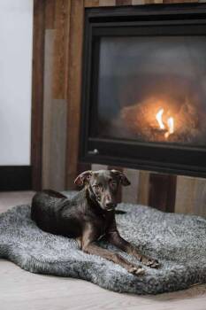 Rescue Mixed Breed Dogs for Adoption in Richmond, Virginia - Roag | PetCurious