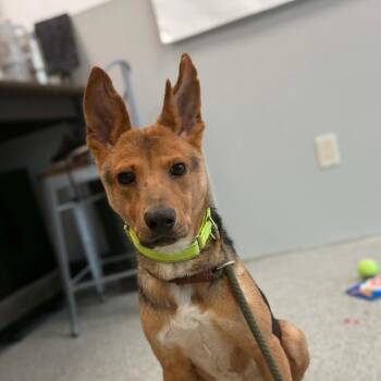 Vixen -  German Shepherd Dog and Mixed Breed Dog for Adoption in Monticello, Iowa - Vixen | PetCurious