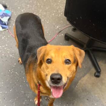 Scrappy -  Mixed Breed Dog for Adoption in Columbiana, Alabama - Scrappy | PetCurious