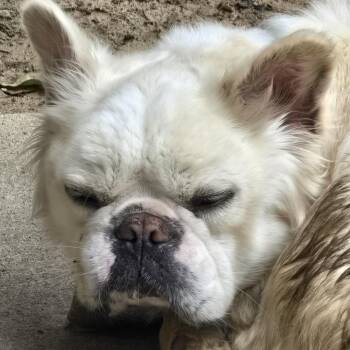 Fluff -  French Bulldog Dog for Adoption in Montgomery, Alabama - Fluff | PetCurious