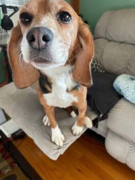 Beagle Dogs Available for Adoption in Hainesville, Illinois - Fosters Needed For Retired Research Heroes! | PetCurious
