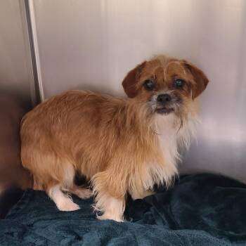 Sabrina -  Mixed Breed and Terrier Dog for Adoption in Galveston, Texas - Sabrina | PetCurious