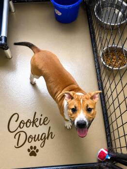Cookie Dough -  Cattle Dog Dog for Adoption in Momence, Illinois - Cookie Dough | PetCurious