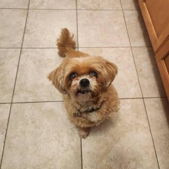 HONEY -  Shih Tzu Dog for Adoption - HONEY | PetCurious