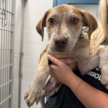SQUALL -  Catahoula Leopard Dog and Mixed Breed Dog for Adoption in St. Louis, Missouri - SQUALL | PetCurious