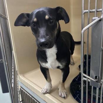 SVAS-Stray-39291 -  Hound and Cardigan Welsh Corgi Dog for Adoption in Lyndhurst, Virginia - SVAS-Stray-39291 | PetCurious