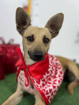 Daysi-One of our Amazing Rescue Dogs -  Chihuahua and Italian Greyhound Dog for Adoption in Carlsbad, California - Daysi-One Of Our Amazing Rescue Dogs | PetCurious