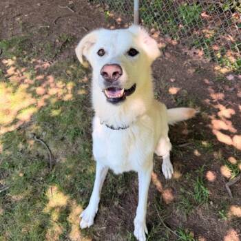 Jovi (Courtesy Posting) -  Great Pyrenees and Golden Retriever Dog for Adoption in Hopkinton, Massachusetts - Jovi (Courtesy Posting) | PetCurious