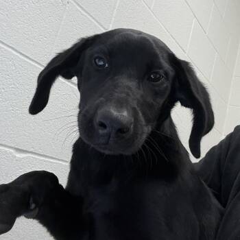 Celeste -  Labrador Retriever and Mixed Breed Dog Available for Adoption in Corpus Christi, Texas - Celeste | PetCurious