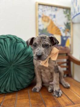 Catahoula Leopard Dog and Pit Bull Terrier Dogs Available for Adoption in Friendswood, Texas - Leonardo Ninja Turtle  | PetCurious