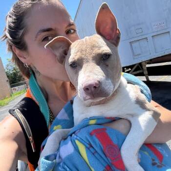 Labrador Retriever and Mixed Breed Dogs Available for Adoption in St. Louis, Missouri - Emmer | PetCurious