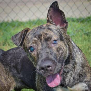 Tuna -  Dutch Shepherd and Mountain Cur Dog for Adoption in Huntley, Illinois - Tuna | PetCurious