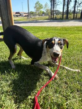 Dottie -  Mixed Breed Dog Available for Adoption in Myrtle Beach, South Carolina - Dottie | PetCurious