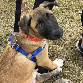 Great Dane and Black Labrador Retriever Dogs Available for Adoption - Fabian | PetCurious