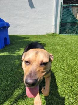 Destiny -  German Shepherd Dog and Mixed Breed Dog for Adoption in North Miami Beach, Florida - Destiny | PetCurious