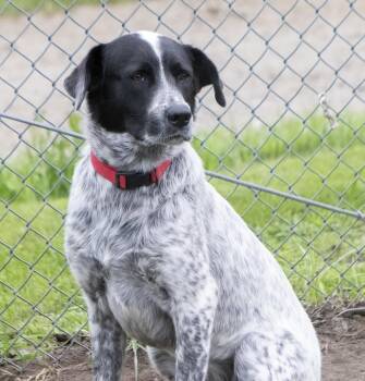 Lily -  Australian Cattle Dog Blue Heeler Dog for Adoption in Dyer, Indiana - Lily | PetCurious