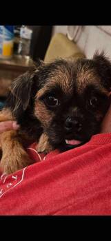 Rescue Terrier Dogs for Adoption in Uxbridge, Massachusetts - Maple | PetCurious