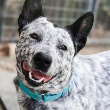 Slade -  Australian Cattle Dog Blue Heeler Dog for Adoption in Mansfield, Texas - Slade | PetCurious