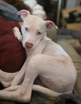 Cyan -  Pit Bull Terrier and Boxer Dog for Adoption in Manvel, Texas - Cyan | PetCurious