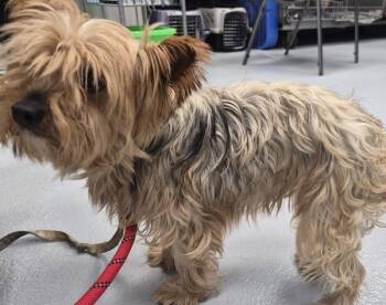 Yorkshire Terrier Dogs Available for Adoption - Pen 218 | PetCurious