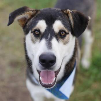 RACCOON -  Husky Dog for Adoption in San Antonio, Texas - RACCOON | PetCurious