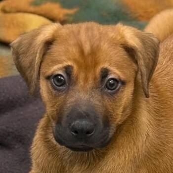 Mountain Cur and German Shepherd Dog Dogs Available for Adoption - Aretha - Lt Purple | PetCurious