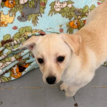 PECAN -  Pomeranian and Mixed Breed Dog for Adoption in Richmond, California - PECAN | PetCurious