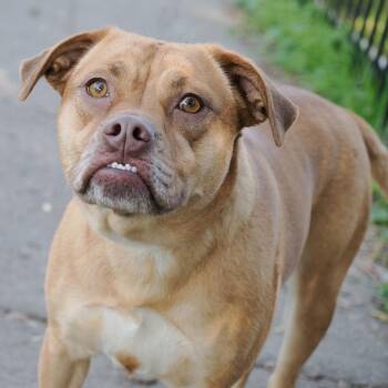 Pit Bull Terrier and Mixed Breed Dogs Available for Adoption - ROXY | PetCurious