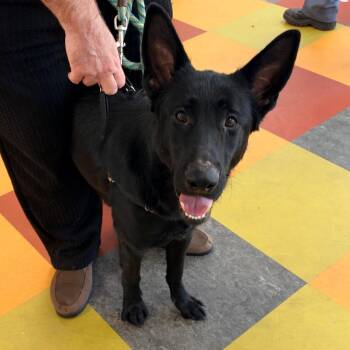 Night -  German Shepherd Dog Dog for Adoption in Philadelphia, Pennsylvania - Night | PetCurious