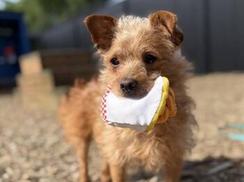 Terrier and Poodle Dogs Available for Adoption in Portland, Oregon - Fozzy | PetCurious