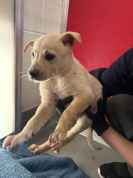 Newfoundland Dog and Mixed Breed Dogs Available for Adoption in Visalia, California - A253162 | PetCurious