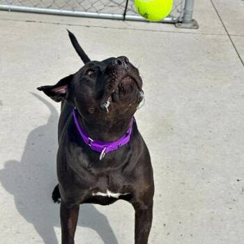 Mixed Breed Dogs Available for Adoption in Matteson, Illinois - Chevy | PetCurious