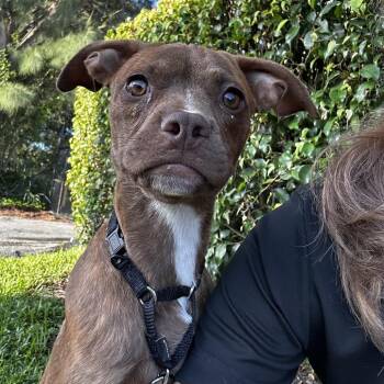 Coffee -  Boston Terrier and Mixed Breed Dog for Adoption in Jupiter, Florida - Coffee | PetCurious
