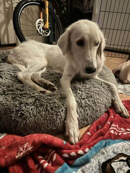 Willow SAT -  Great Pyrenees Dog for Adoption in Quinlan, Texas - Willow SAT | PetCurious