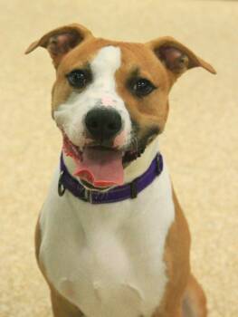 Mochi -  American Staffordshire Terrier and Basenji Dog for Adoption - Mochi | PetCurious