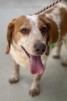 Pickles -  Beagle Dog for Adoption in Maryville, Tennessee - Pickles | PetCurious