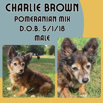 Charlie Brown -  Pomeranian Dog for Adoption in Caldwell, Texas - Charlie Brown | PetCurious