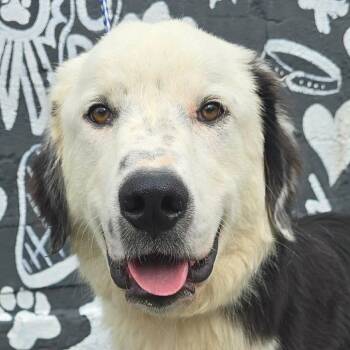FOSTER NEEDED - Judd -  Great Pyrenees and Newfoundland Dog Dog for Adoption - FOSTER NEEDED - Judd | PetCurious
