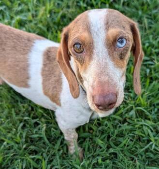 Birdie in TN -  Dachshund Dog for Adoption in Shelbyville, Tennessee - Birdie In TN | PetCurious