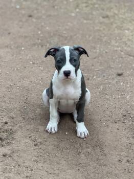 CHLOE #13 -  Pit Bull Terrier Dog for Adoption in Chandler, Arizona - CHLOE #13 | PetCurious