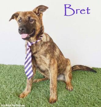 Bret -  Dutch Shepherd Dog for Adoption in San Diego, California - Bret | PetCurious