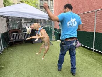 Mixed Breed Dogs Available for Adoption in New York, New York - Mustard | PetCurious