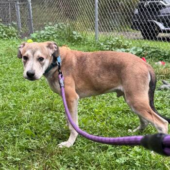 Smokey -  Mixed Breed Dog for Adoption in Kittanning, Pennsylvania - Smokey | PetCurious