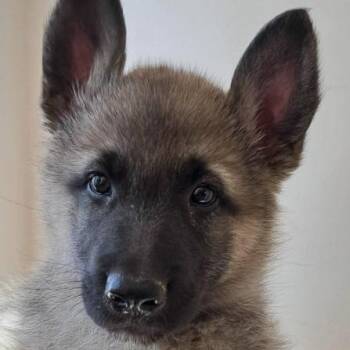 Shepsky male -  Shepherd and Husky Dog for Adoption in Agua Dulce, California - Shepsky Male | PetCurious