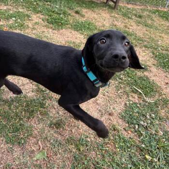 Black Labrador Retriever Dogs Available for Adoption in Roxboro, North Carolina - Pinky | PetCurious