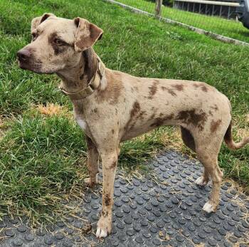 Nova -  Catahoula Leopard Dog Dog for Adoption in Walnutport, Pennsylvania - Nova | PetCurious