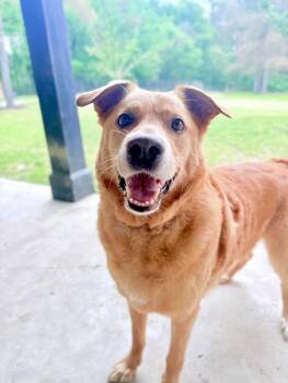 Golden Retriever Dogs Available for Adoption in Watertown, Connecticut - Cooper | PetCurious