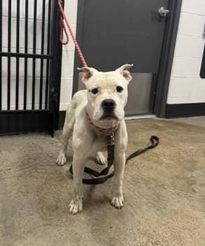 Ace -  Boxer Dog for Adoption in Cleveland, Ohio - Ace | PetCurious