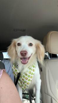 Zeke -  Cocker Spaniel Dog for Adoption in Miami, Florida - Zeke | PetCurious