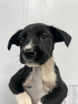 Whiskey (Wx6) -  Terrier Dog Available for Adoption in Hartsville, South Carolina - Whiskey (Wx6) | PetCurious